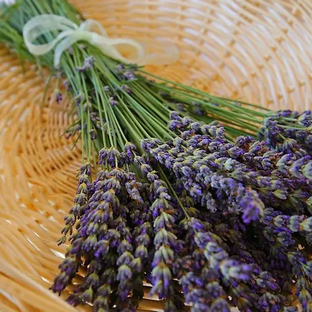 Eler Casa de Férias *